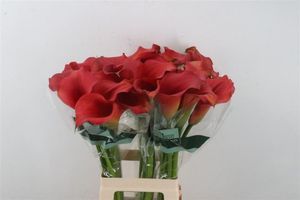 CALLA CAPTAIN BELICIA 70
